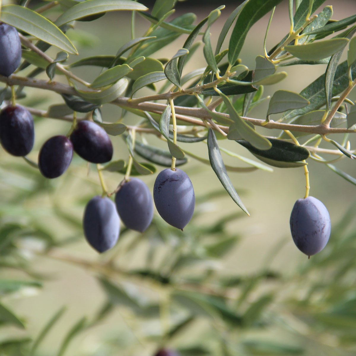 Close-up of ripe olives on a branch with green leaves in sunlight.